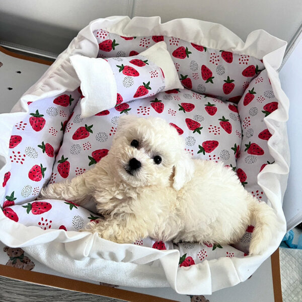 Universal Pet Bed - Washable Cat & Dog Cushion - Image 4